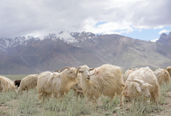Kashmir,Goats,In,Beautiful,Zanskar,Landscape,With,Snow,Peaks,Background,north
