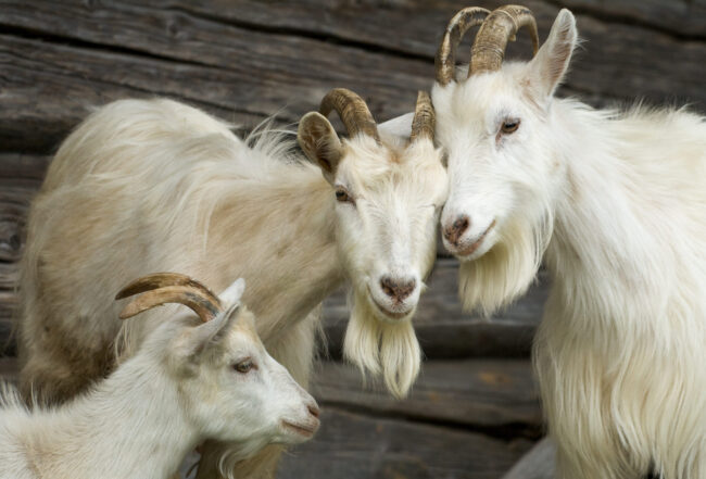 Family,Of,Goats,In,The,Village